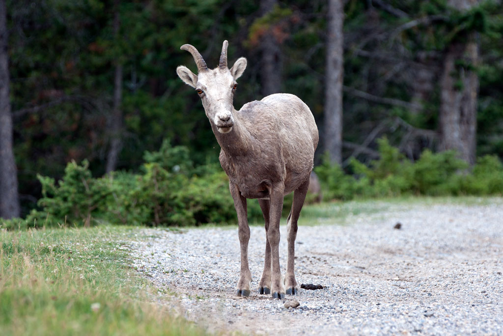 Bighorn Sheep